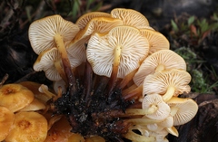 Flammulina mexicana