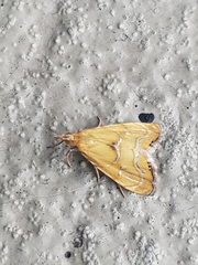 Glaucocharis auriscriptella