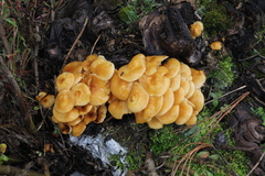 Flammulina mexicana