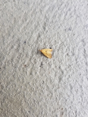 Glaucocharis auriscriptella