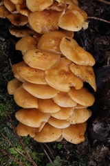 Flammulina mexicana