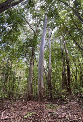 Eucalyptus saligna observed 2025-09-28