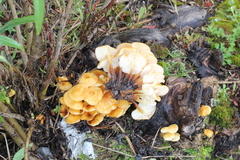 Flammulina mexicana