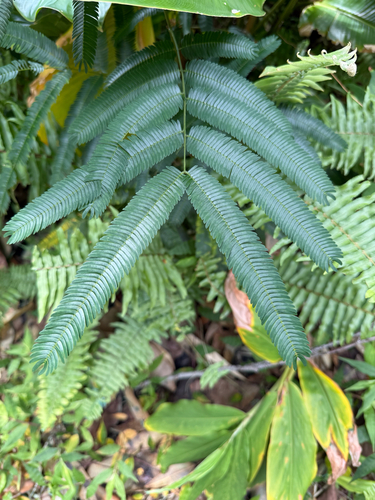 Albizia chinensis observed 2025-09-17