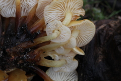 Flammulina mexicana