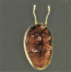 Kuschelidium maori