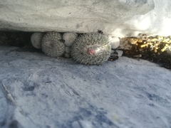 Epithelantha unguispina