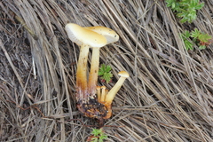 Flammulina mexicana