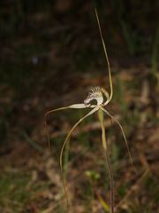 Caladenia tentaculata × venusta