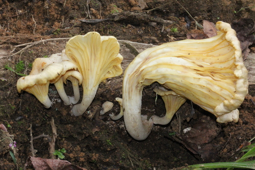 golden-gilled gerronema