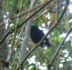 Philepitta castanea