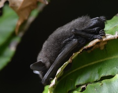 Myotis chiloensis