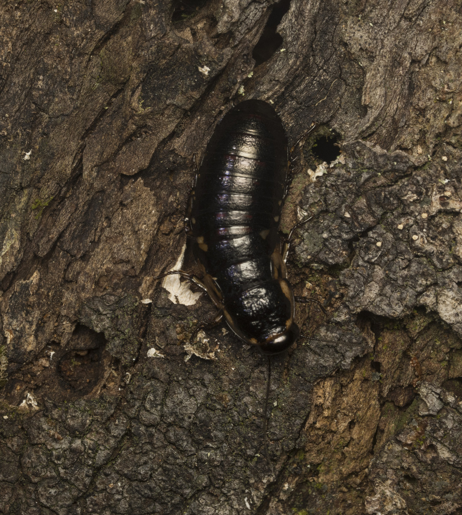 Parasphaeria ovata