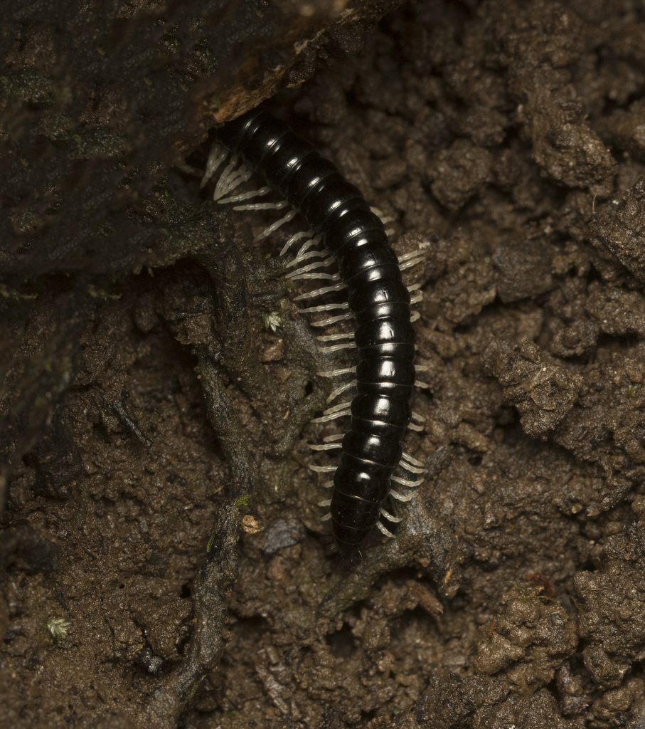 Ologonosoma primum