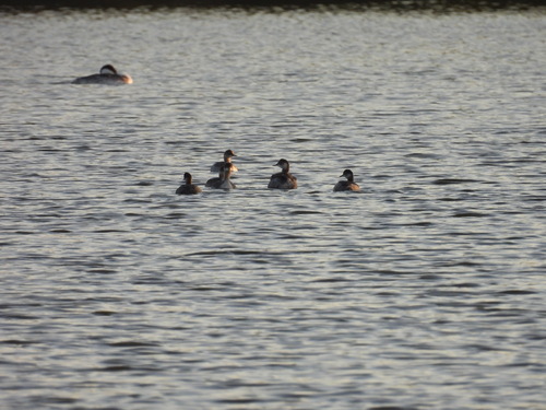 iNaturalist observation photo of Eared Grebe