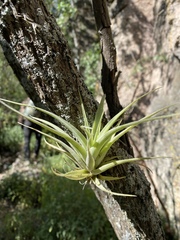 Tillandsia achyrostachys