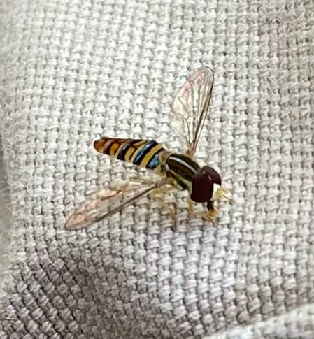 Unknown species found near S Second St, Mount Horeb, WI, US