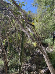 Tillandsia achyrostachys