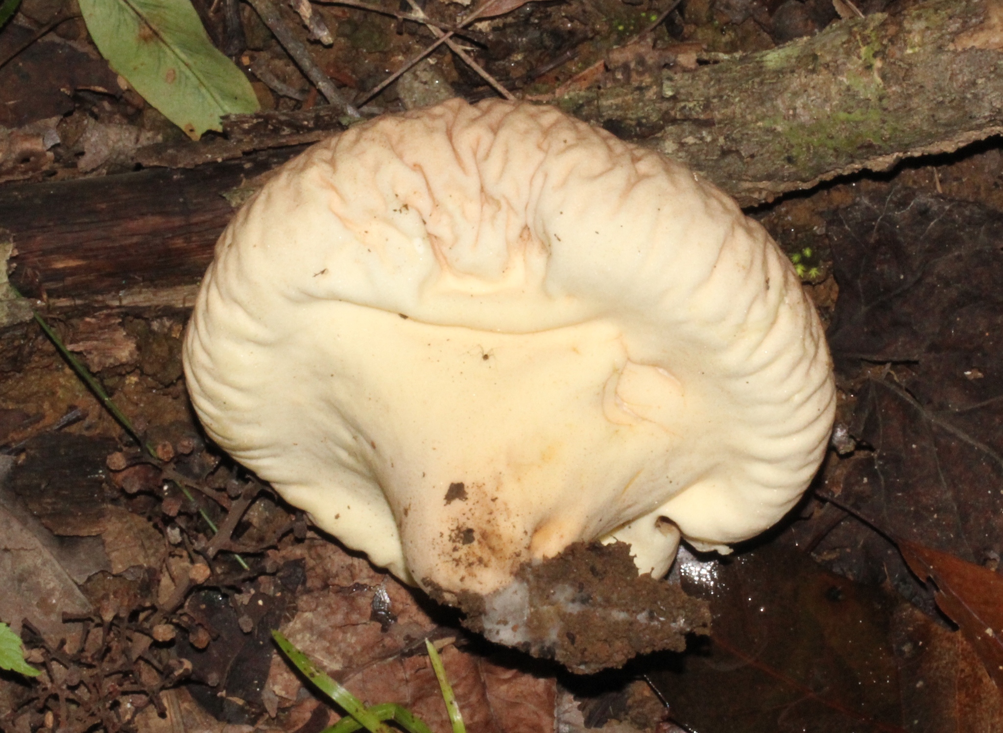 Calvatia pyriformis image