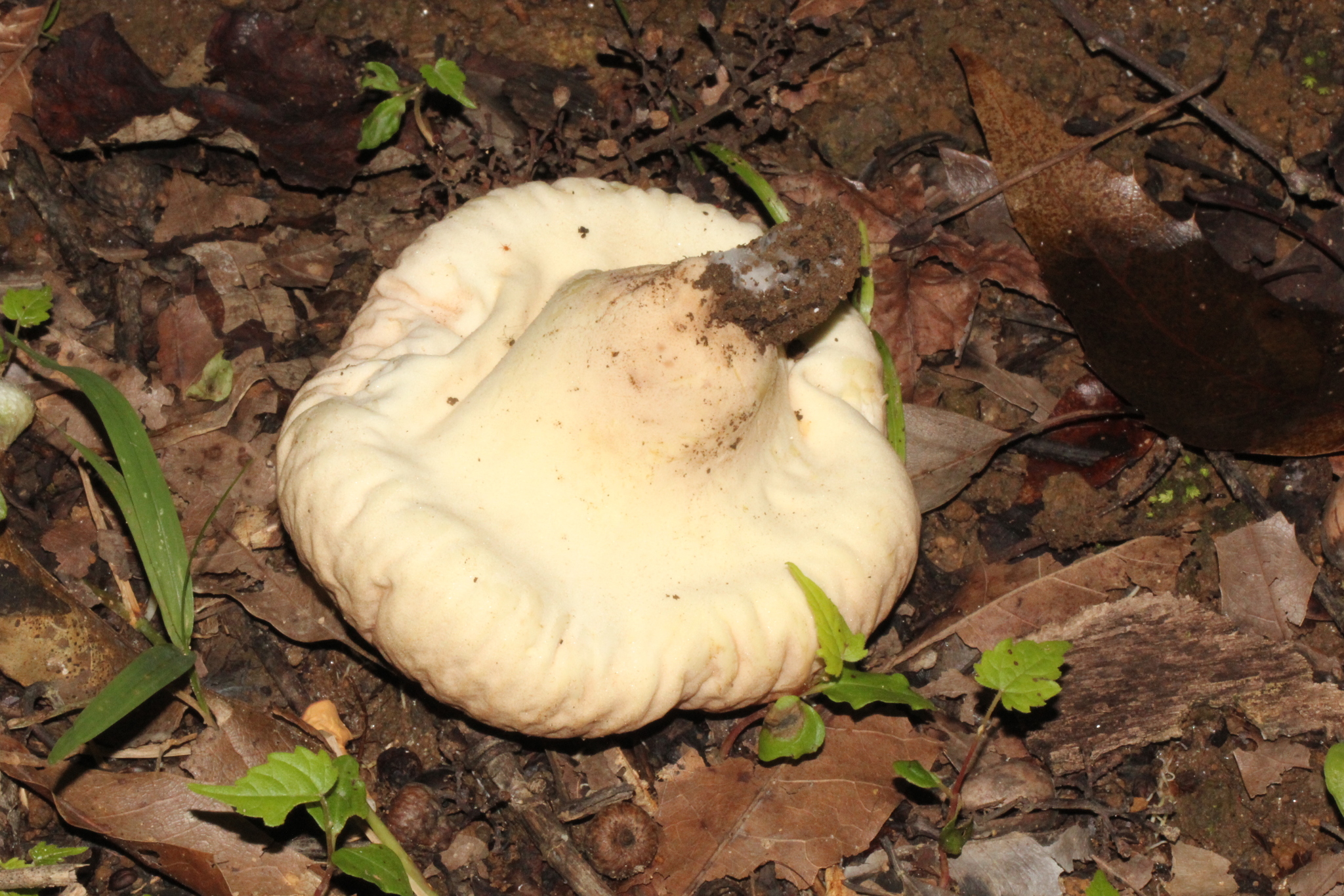 Calvatia pyriformis image