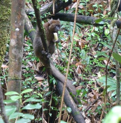 Prolemur simus
