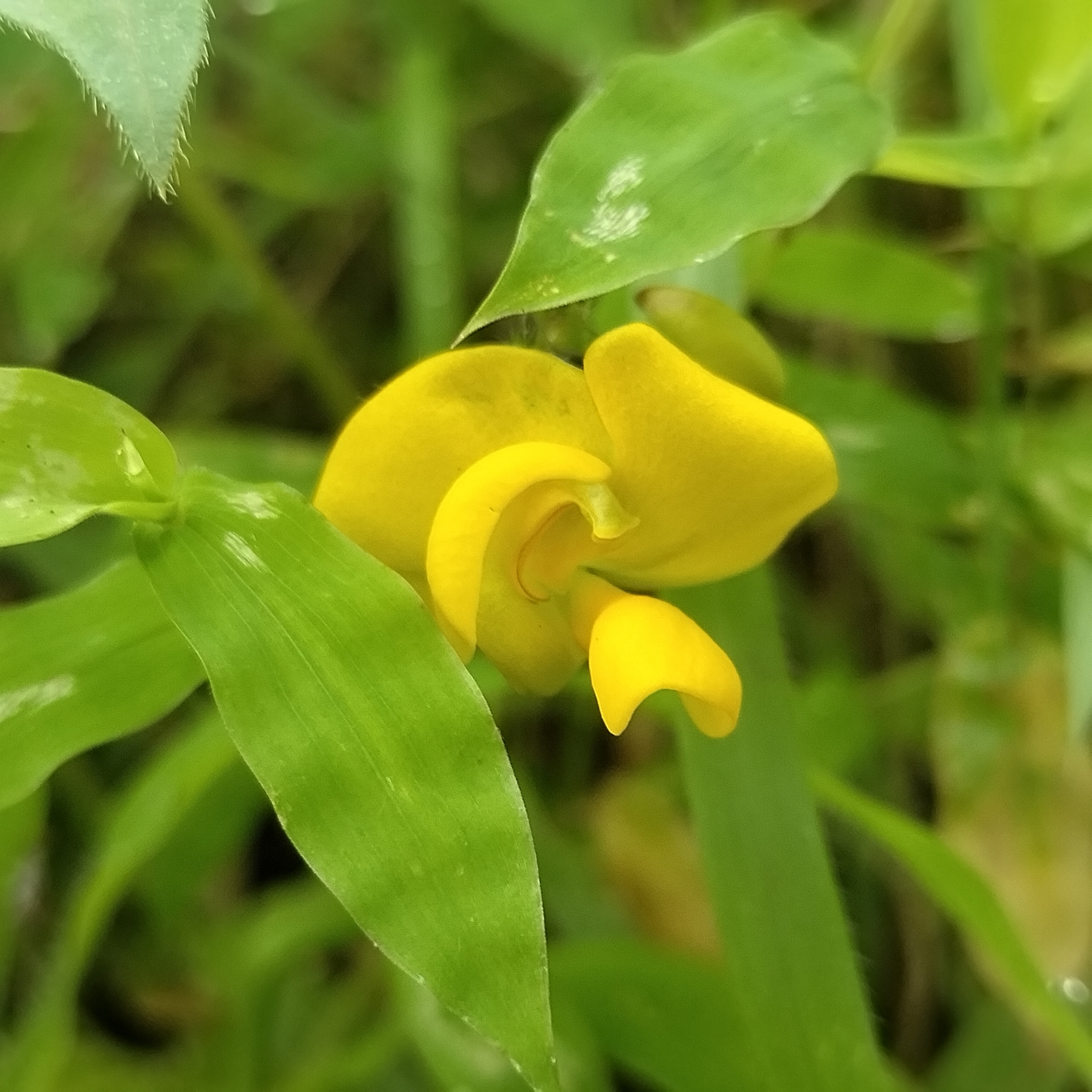 Mung Bean (Vigna radiata)