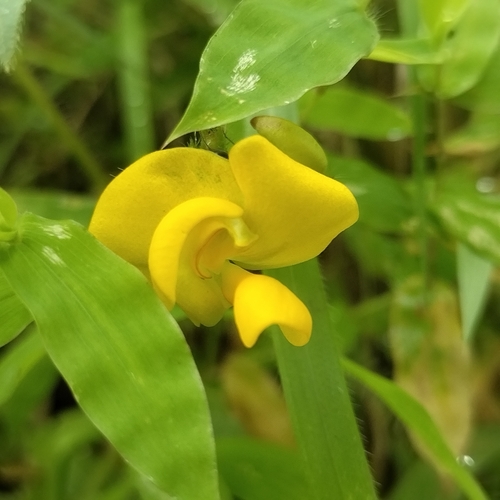 Vigna radiata, photograph 2