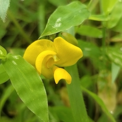 Vigna radiata, photograph (c) swanand kesari, some rights reserved (CC BY)