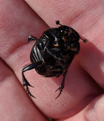 Phanaeus texensis