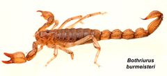Bothriurus burmeisteri