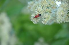 Dindymus sanguineus
