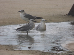 Leucophaeus atricilla