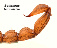 Bothriurus burmeisteri