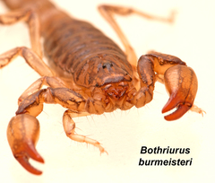 Bothriurus burmeisteri