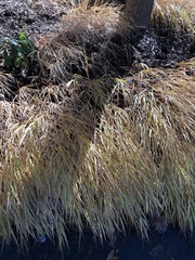 Hakonechloa