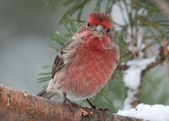 House Finch photo 1