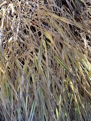 Hakonechloa