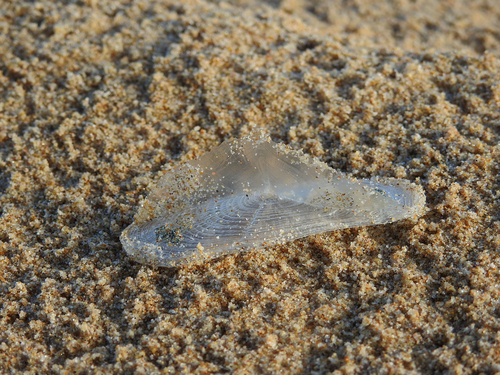 photo of By-the-wind Sailor (Velella velella)