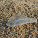 photo of By-the-wind Sailor (Velella velella)