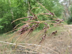 Poa bulbosa vivipara