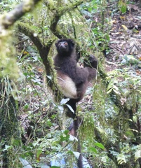 Propithecus edwardsi