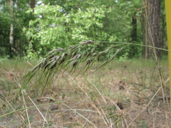 Poa bulbosa vivipara