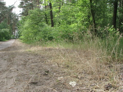 Poa bulbosa vivipara