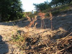 Poa bulbosa vivipara
