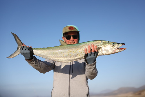 Sierra Mackerel