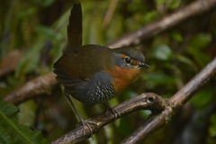 Scelorchilus rubecula
