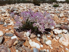 Ptilotus rigidus