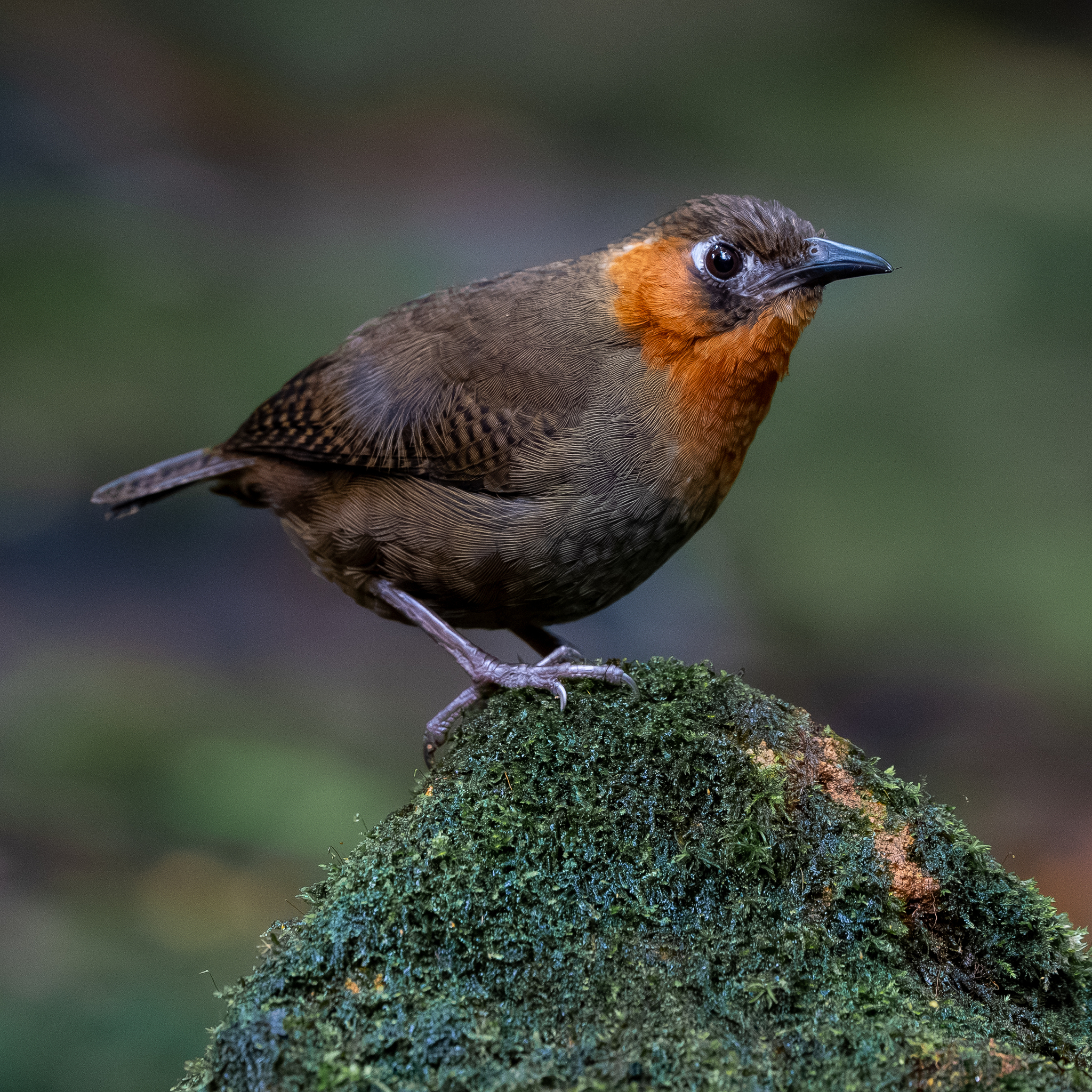 Song Wren illustration