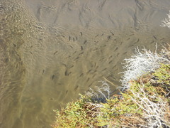 Cyprinodon salinus salinus