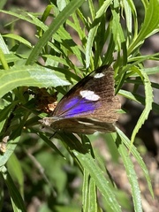 Diaethria bacchis